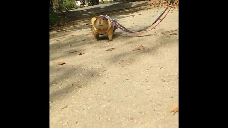 最初は普通に歩いているが…