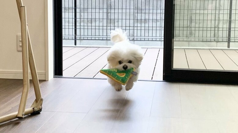 躍動感がすごい