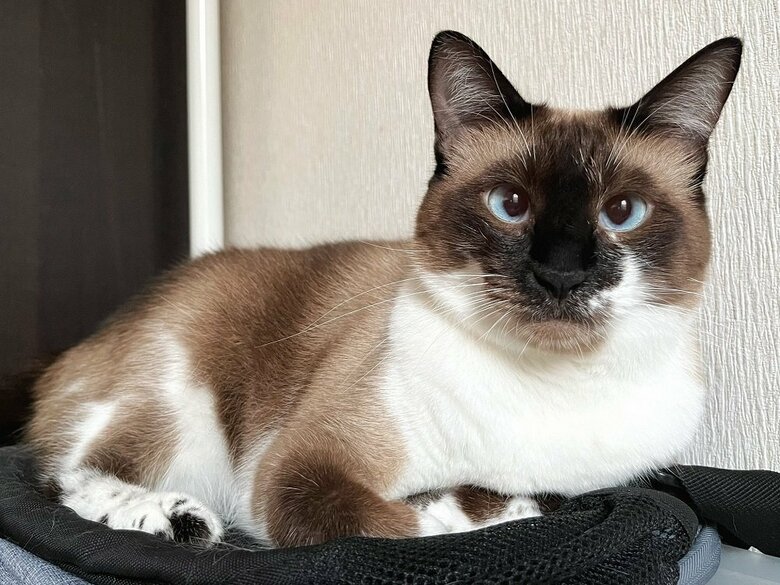 現在のつむぎちゃん（推定2歳）