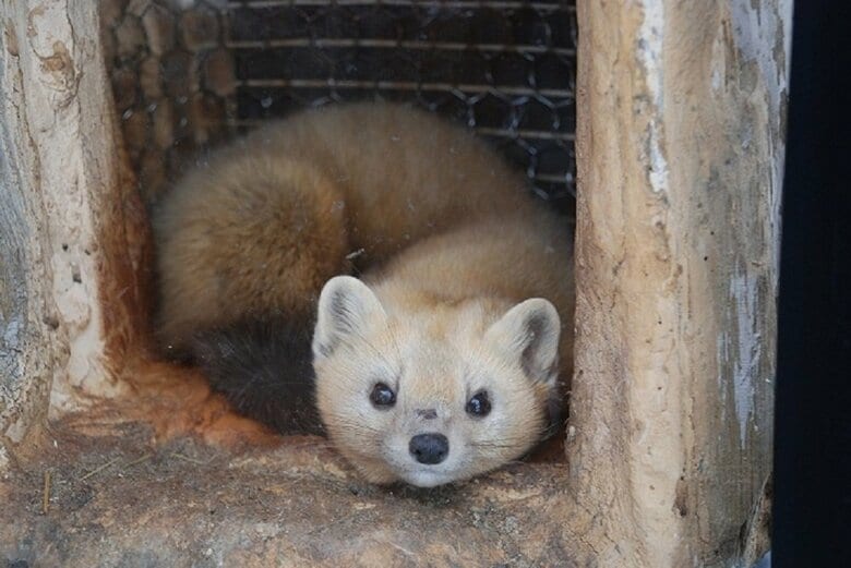 エゾクロテンのてんてんくん（提供：釧路市動物園）