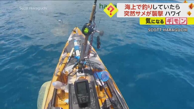 カヤックを巨大なイタチザメが襲撃する瞬間の様子②