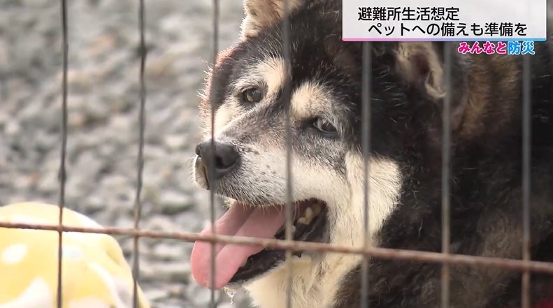 被災地支援で見えたペットの苦境…「守れるのは飼い主だけ」私たちができる備え