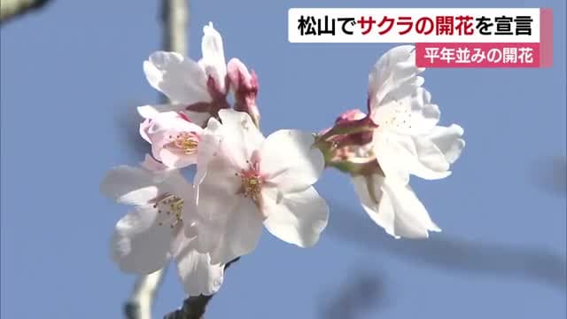 松山にも春の便り　サクラ開花宣言「大きな節目」約１週間後に満開か　花見シーズンへ【愛媛】