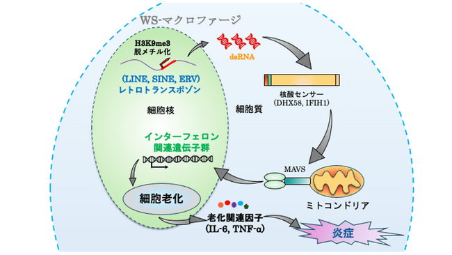 図1 本研究の概要