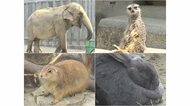 全国で唯一“無料”でゾウが見られる…市民自慢の「東公園動物園」　ヤギやカピバラなど29種類の動物【愛知発】