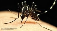 屋内・屋外別の蚊対策！虫よけの選び方とNGな使い方を解説。ワンプッシュ式スプレーはエアコンを止めてから使って！