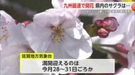 九州最速 県内でサクラ咲き始める  満開は3月28日から31日頃予想【佐賀県】