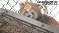 「すくすくと成長」レッサーパンダの赤ちゃん『桃香』の一般公開始まる　熊本市動植物園