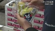 宇城市三角町で特産のイチジクの出荷 最盛期【熊本】
