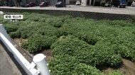 川を埋め尽くす「クレソン」　なぜ?昭和の初めに食用として持ち込み野生化　「繁殖力とても強い」生態系に悪影響　愛媛・松山市