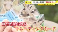 93頭のカンガルーを見分ける“スーパー飼育員”のように　顔写真付きトレーディングカードを発売　「一頭一頭に注目していただくのはうれしい」　福岡・北九州市