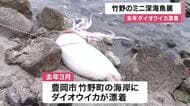ダイオウイカなど深海に棲む魚を紹介展示「初めて見る」竹野町の海岸に去年ダイオウイカ漂着　竹野スノーケルセンター（兵庫・豊岡市）