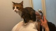 旦那さんは猫の下僕？自ら“シャンプー台”になるお風呂スタイルに愛を感じる！毎回のことなのか飼い主に聞いた