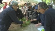 畑わさび 生産拡大へ遠野市で栽培講習会　海外の需要増加に追いつかず　岩手県