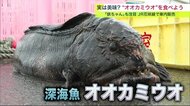 あの”オオカミウオ”は食べられる? 見た目はインパクト大 実は美味 JR花咲線で車内販売人気急上昇【北海道発】