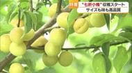 「今年は非常にきれい」砥部特産・七折小梅の収穫スタート　収穫予想やや少なめも高品質に【愛媛】