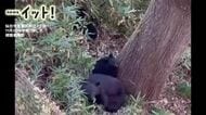 【クマ映像】仙台市のマンション目前に“クマ3頭”深夜に奇妙な声…住人が不安の一夜「まさか目の前に」
