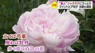 “美人”にうっとり シャクヤクが見頃 新居浜・マイントピア別子 施設は休館中も園を開放【愛媛】