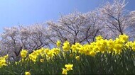 「今年が一番!」 満開の桜 スイセンと共演
