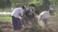 被災地のヒマワリ畑で中学生が片付け作業 「来年もきれいな花を」 千曲川堤防決壊から間もなく2年