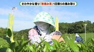 さわやかな香りと味の濃さを楽しんで　「秋摘み茶」の摘みとり　…
