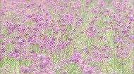 まるでラベンダー畑のよう…砂丘を紫色に彩るのはラッキョウの花 収穫前に目で楽しむ(鳥取市)