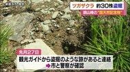 国指定天然記念物「ツガザクラ」大量盗掘 新居浜市・赤石山系銅山峰 約30カ所に盗掘跡【愛媛】