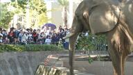 「きのうも来たけど」「しばらく会えないから」熊本市動植物園の人気者ゾウやキリンとしばしのお別れ　観覧再開は約1年半先へ【熊本発】