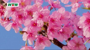 長崎県内は4月中旬から5月の陽気 五島で河津桜が満開