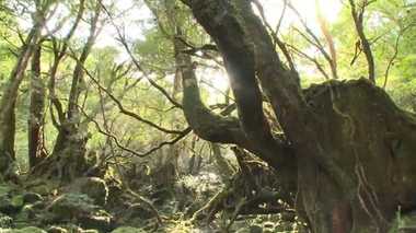 世界遺産の屋久島で観光客の“善意の金”を元職員が着服