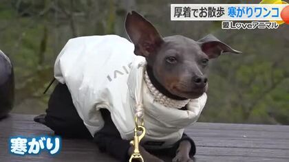 寒がりなのに…お散歩大好き！　重ね着でおしゃれに乗り切るミニチュアピンシャーのウルフくん　福井