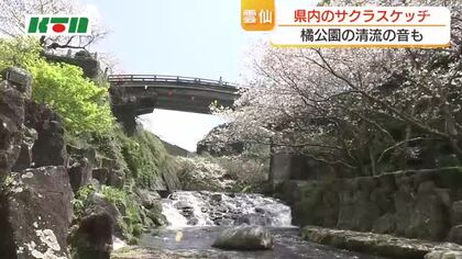 清流に咲くサクラの空中映像　眺めるなら川の上から？それとも下から？　雲仙・橘公園の花見客の答えは
