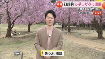 【中継】竹田のシダレザクラ　ライトアップは見納めも…「しだれ桜まつり」は23日まで延長【福井・坂井市丸岡町】