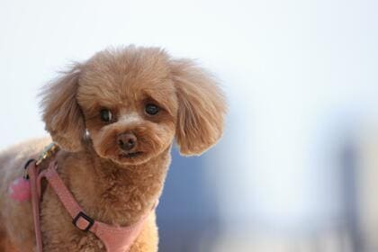 犬が震える原因を飼い主さんに調査!犬の震えから考えられる病気や対処法とは