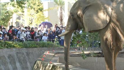 「きのうも来たけど」「しばらく会えないから」熊本市動植物園の人気者ゾウやキリンとしばしのお別れ　観覧再開は約1年半先へ【熊本発】