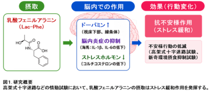 発酵食品に含まれる乳酸フェニルアラニンが動物で精神的ストレスの低減効果を発揮する新しいメカニズムを解明