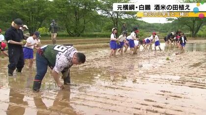 酒蔵の農口尚彦研究所が企画…取締役で元横綱の白鵬さんが小学生と酒米の田植え 稲刈りや酒造りにも参加へ