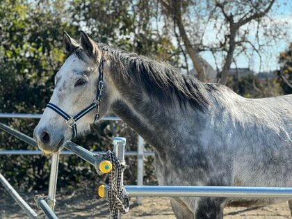 【引退した競走馬をどうする?】産学連携によるプロジェクト