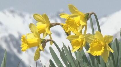 春告げる“一目200万本”　残雪の中央アルプスに映える「スイセン」　長野・駒ケ根市