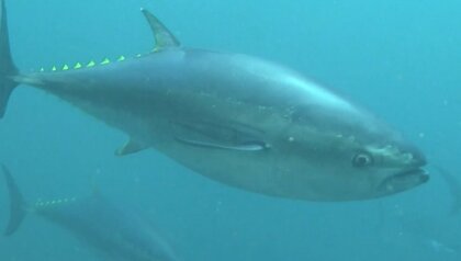 「マグロの価格下がる可能性」国際会議で日本の「本マグロ」漁獲枠“1.5倍”で合意　回転寿司チェーンも期待