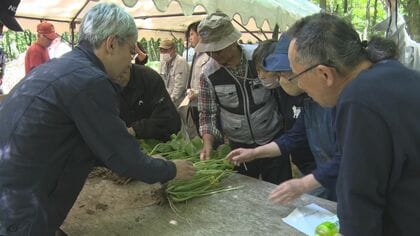 畑わさび生産拡大へ遠野市で栽培講習会　海外の需要増加に追いつかず　岩手県