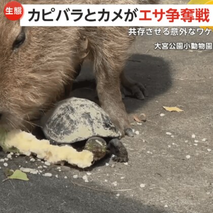 カピバラとカメが“エサ争奪戦”!?　他の動物と同じ場所で飼育するワケは…“野生の環境の再現”　さいたま市「大宮公園小動物園」