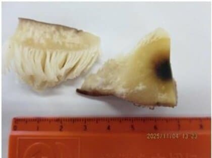 “シイタケ”だと思ったら“毒キノコ”　ツキヨタケを食べた1歳から71歳の11人が食中毒　誤って採取し持ち帰る…親族の会食で長崎ちゃんぽんの食材に　静岡県内では17年ぶり