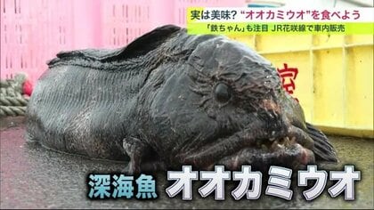 あの”オオカミウオ”は食べられる? 見た目はインパクト大 実は美味 JR花咲線で車内販売人気急上昇【北海道発】