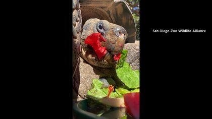 「世代をつなぐ糸のような存在」“ご長寿”ガラパゴスゾウガメ「グランマ」死ぬ…推定141歳で高齢による骨の病気進行し“安楽死”　アメリカ