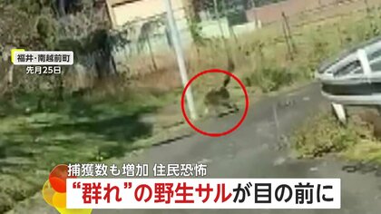 「すごい怖い」1頭、2頭だけでなく次々と野生サルが飛び出し住民恐怖…女性や子どもに威嚇も　過疎化する集落も原因か捕獲数増加　南越前町・福井市