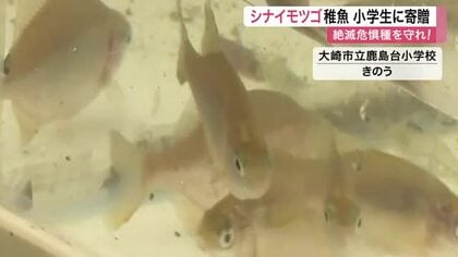 絶滅危惧種「シナイモツゴ」の稚魚を大崎市の小学校に寄贈　飼育を通し自然環境の大切さ学ぶ〈宮城〉
