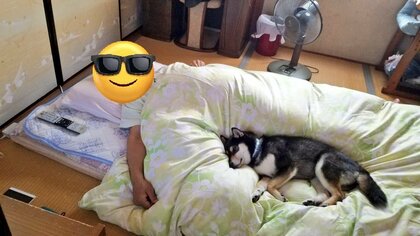 「こんなんされたら起きられない」愛犬がお父さんの布団で一緒にスヤァ…日常の光景なのか飼い主に聞いた