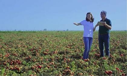 熟練農家並みのトマト栽培が誰でも可能に!? NECがAIで農業支援…他の野菜もOK？仕組みを聞いた