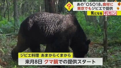 忍者グマ”OSO18が味噌煮込みに 駆除後 釧路や日本橋の飲食店で提供されていた 味は「やわらかくておいしい」｜FNNプライムオンライン